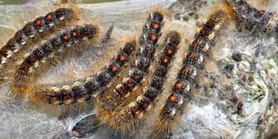 People Plus Presents - Browntail Moths